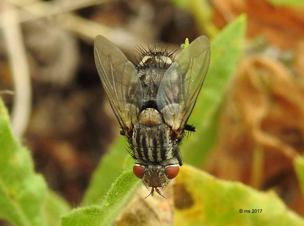 Spallanzania sp. ♂ (Tacninidae) e Musca cfr. domestica (Muscidae)